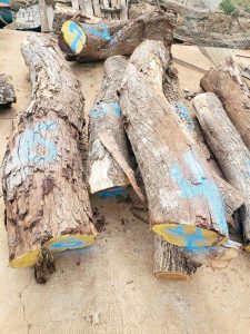 Salvaged acacia koa wood up for auction